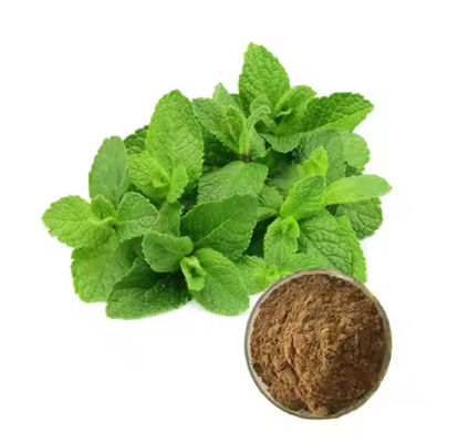 Medicinal Ingredien Peppermint Plant Mentha Extract Natural Flavor CAS NO 90063-97-1