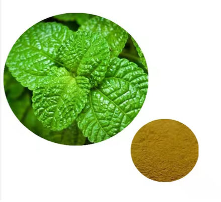 Medicinal Ingredien Peppermint Plant Mentha Extract Natural Flavor CAS NO 90063-97-1