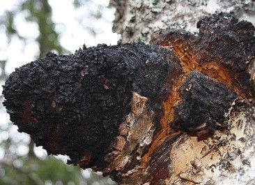 Natural 10%~50% Polysaccharides Chaga Extract Powder Extract  CAS 84650-60-9