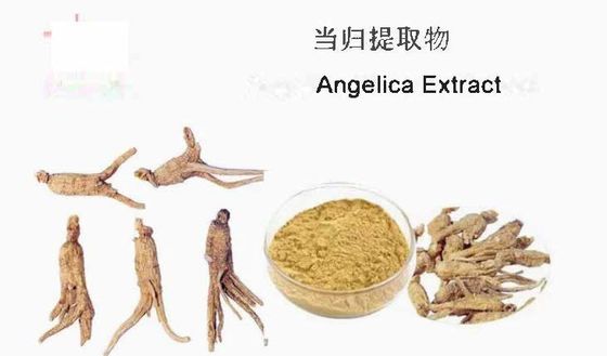 Chinese Medicine Extract Raw Material Angelica Extract CAS NO 84775-41-7 Health