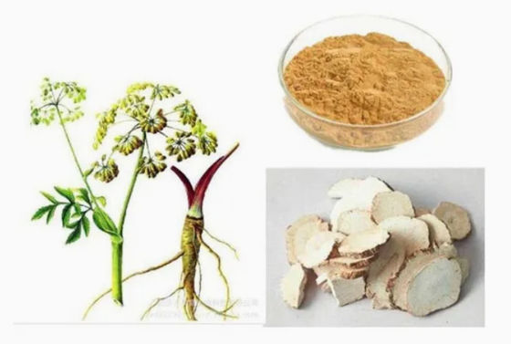 Chinese Medicine Extract Raw Material Angelica Extract CAS NO 84775-41-7 Health