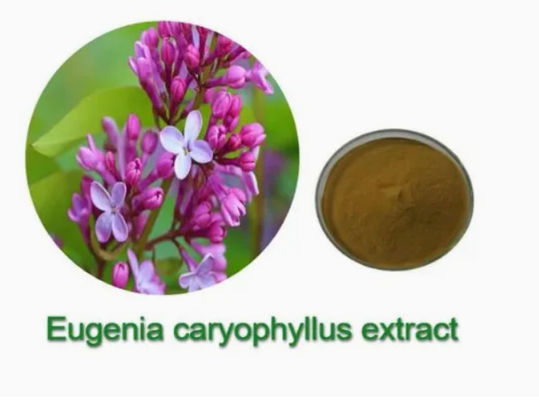 Eugenia Caryophyllus Extract CAS NO 84961-50-2 Nutritional Health Products