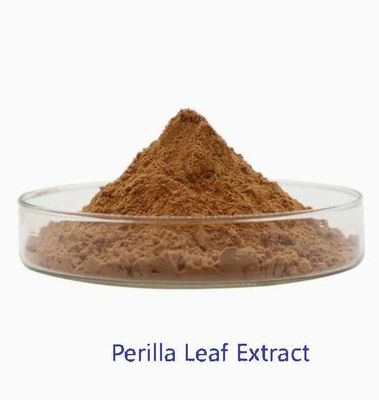 Natural Organic Perilla Leaf Extract CAS NO 90082-61-4 Annual Herbs Powder
