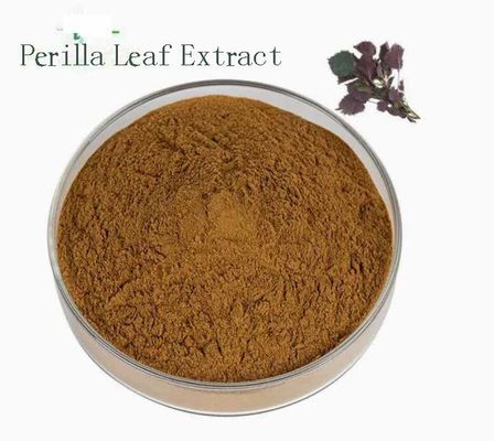 Natural Organic Perilla Leaf Extract CAS NO 90082-61-4 Annual Herbs Powder