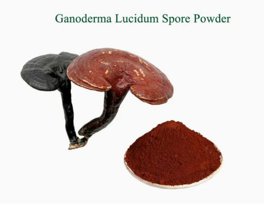 Herbal Medicine Ganoderma Lucidum Spore Powder CAS NO 223751-82-4 Natural Organic