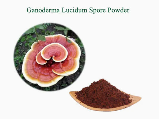 Herbal Medicine Ganoderma Lucidum Spore Powder CAS NO 223751-82-4 Natural Organic
