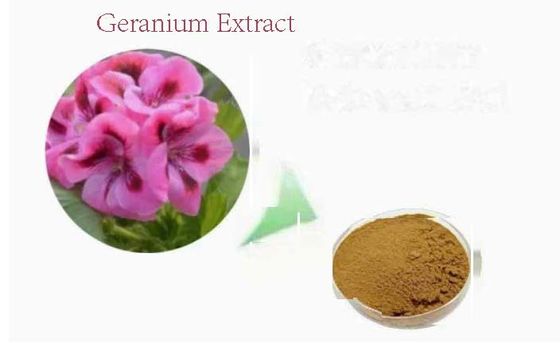 Organic Food Grade Geranium Extract Powder CAS NO 8000-46-2 Pelargonium Hortorum
