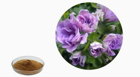 Organic Food Grade Geranium Extract Powder CAS NO 8000-46-2 Pelargonium Hortorum