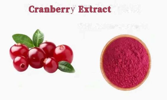 Fresh Natural Pure Cranberry Extracts CAS NO 84929-27-1 Powder 25% Anthocyanidin