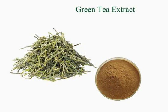 Herbal Natural Food Grade Green Tea Extract CAS NO 989-51-5 Camellia Sinensis o.ktze
