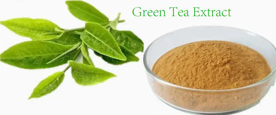 Herbal Natural Food Grade Green Tea Extract CAS NO 989-51-5 Camellia Sinensis o.ktze