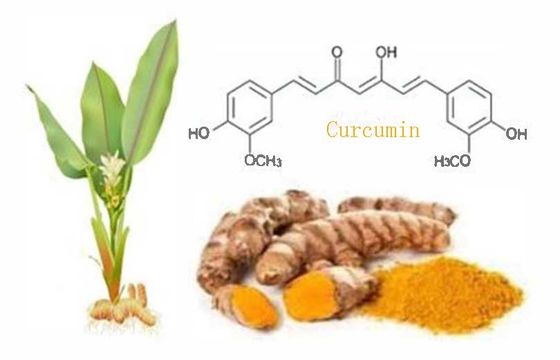 Organic Certified Natural Curcumin Powder CAS NO 458-37-7 Plant Turmeric Root Extract