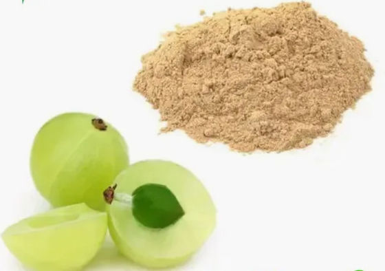 Biological 10:1 Fructus Phyllanthi Extracts CAS NO 90028-28-7 Fructus Phyllanthi Extract