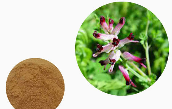 100% Natural Fumaria Extract CAS NO 10097-84-4 10% Tannins Fumaria Officinalis Extract