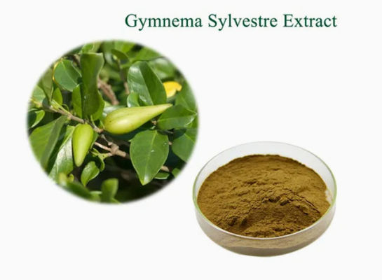 Plant Extract Gymnema Sylvestre Extract CAS NO 90045-47-9 Root Or Herbal Extract Powder