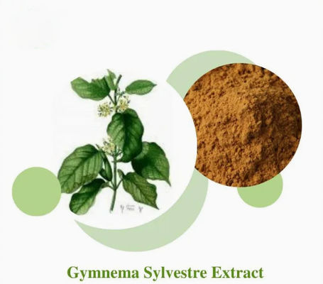Plant Extract Gymnema Sylvestre Extract CAS NO 90045-47-9 Root Or Herbal Extract Powder