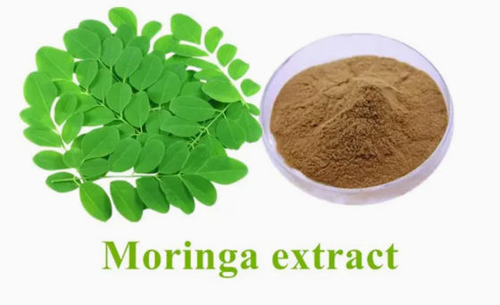 Natural Plant Moringa Extract 10/1 CAS NO 93165-54-9 Moringa Oleifera Powder